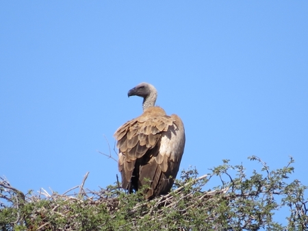 vulture